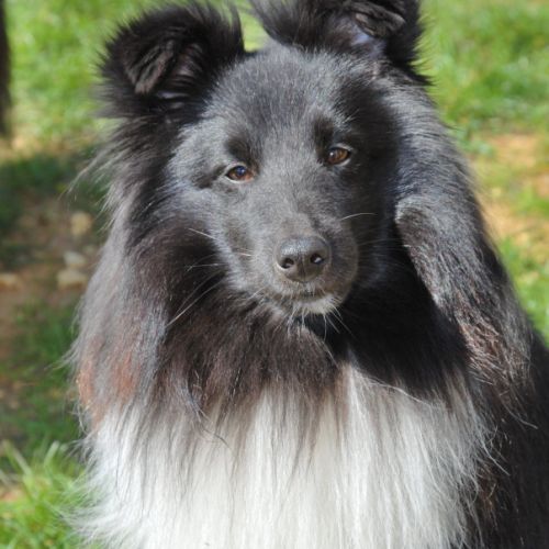 Male shetland bicolore #9