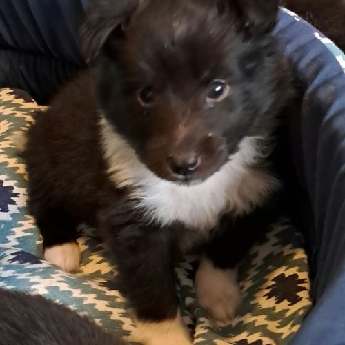 Male shetland bicolore #10