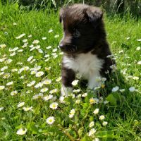 Male shetland bicolore #2