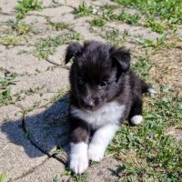 Male shetland bicolore #0