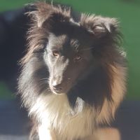 Male shetland bicolore #4