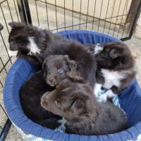 Male shetland bicolore #5