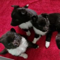 Male shetland bicolore #6