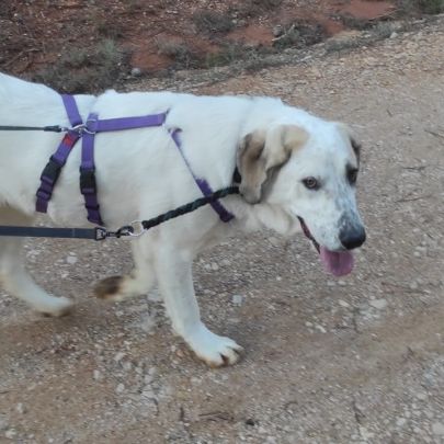 Sherlock, magnifique mastin de 2 ans #1