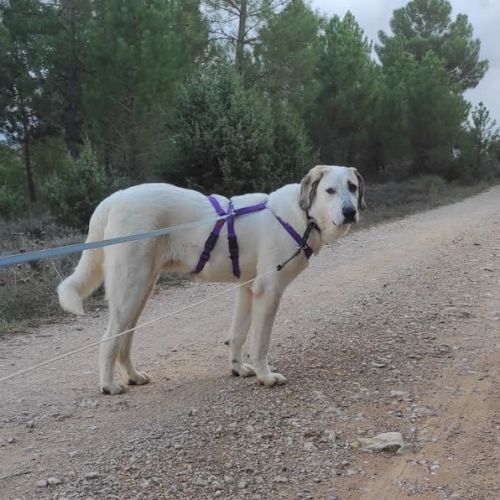 Sherlock, magnifique mastin de 2 ans #3