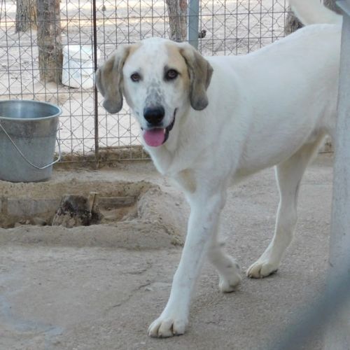 Sherlock, magnifique mastin de 2 ans #5