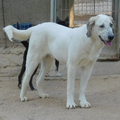 Sherlock, magnifique mastin de 2 ans #6