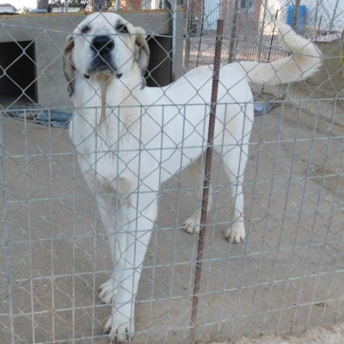 Sherlock, magnifique mastin de 2 ans #7