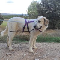 Sherlock, magnifique mastin de 2 ans #2