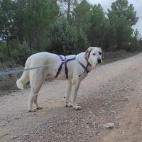 Sherlock, magnifique mastin de 2 ans #3