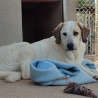 Sherlock, magnifique mastin de 2 ans