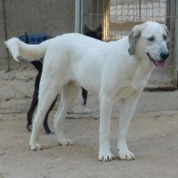 Sherlock, magnifique mastin de 2 ans #6