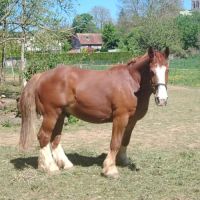 Trait breton 5 ans #0