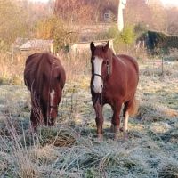 Trait breton 5 ans #2