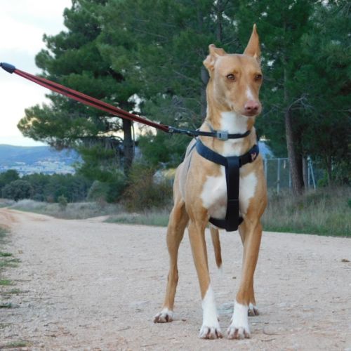 Sombra, magnifique podenca touchante de 3 ans #3