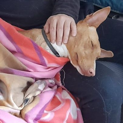 Sombra, magnifique podenca touchante de 3 ans #5