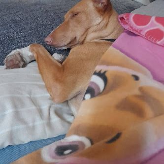 Sombra, magnifique podenca touchante de 3 ans #6