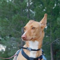 Sombra, magnifique podenca touchante de 3 ans #2