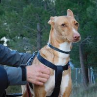 Sombra, magnifique podenca touchante de 3 ans #4