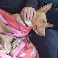 Sombra, magnifique podenca touchante de 3 ans #5