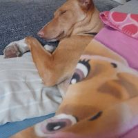 Sombra, magnifique podenca touchante de 3 ans #6