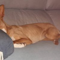 Sombra, magnifique podenca touchante de 3 ans #7