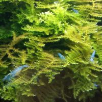 Crevette aquarium blue jelly