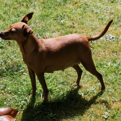Pinscher nain #1