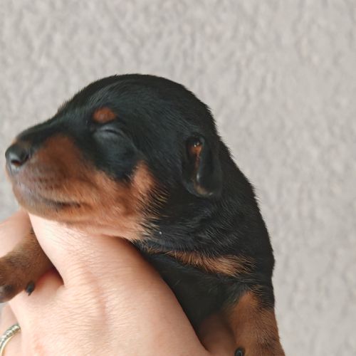Pinscher nain #6