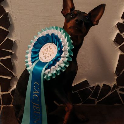 Pinscher nain #9