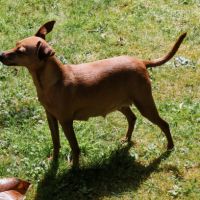 Pinscher nain #1