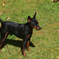 Pinscher nain #2