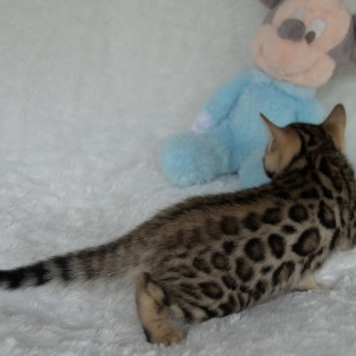Chatons bengals disponibles à la réservation #1