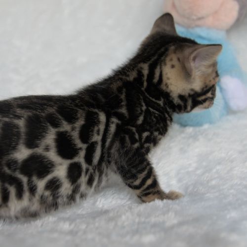 Chatons bengals disponibles à la réservation #2