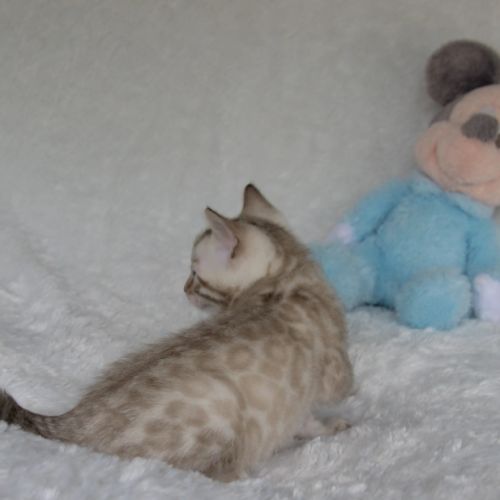 Chatons bengals disponibles à la réservation #3