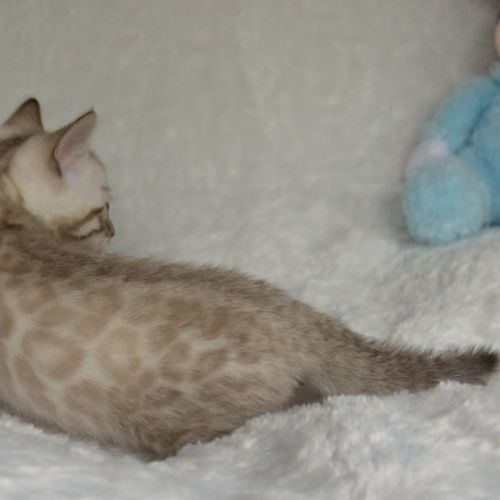 Chatons bengals disponibles à la réservation #4