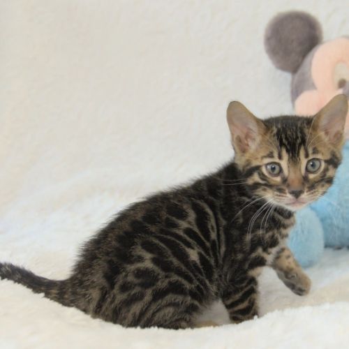 Chatons bengals disponibles à la réservation #6