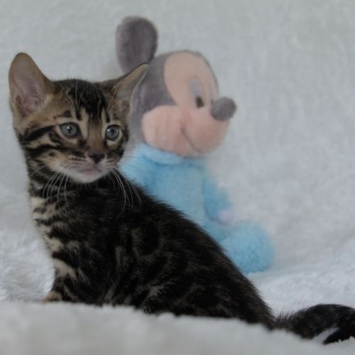 Chatons bengals disponibles à la réservation #9