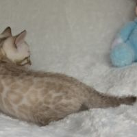 Chatons bengals disponibles à la réservation #4