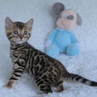 Chatons bengals disponibles à la réservation #5