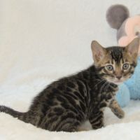 Chatons bengals disponibles à la réservation #6