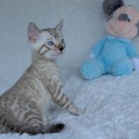 Chatons bengals disponibles à la réservation #0