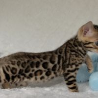 Chatons bengals disponibles à la réservation #8