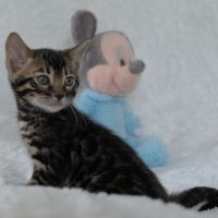 Chatons bengals disponibles à la réservation #9