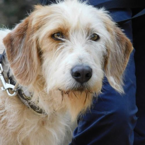 Charco, magnifique griffon sensible à adopter 💙 #3