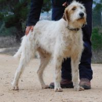 Charco, magnifique griffon sensible à adopter 💙 #2