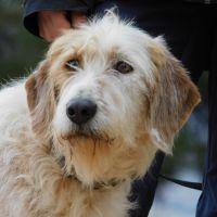 Charco, magnifique griffon sensible à adopter 💙 #4