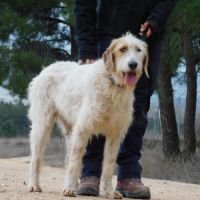 Charco, magnifique griffon sensible à adopter 💙 #5