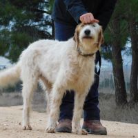 Charco, magnifique griffon sensible à adopter 💙 #6