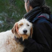 Charco, magnifique griffon sensible à adopter 💙 #8